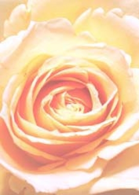 Rose zart-orange